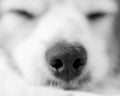 Close-up of adorable sleeping dog`s nose and face. Black and white image Royalty Free Stock Photo